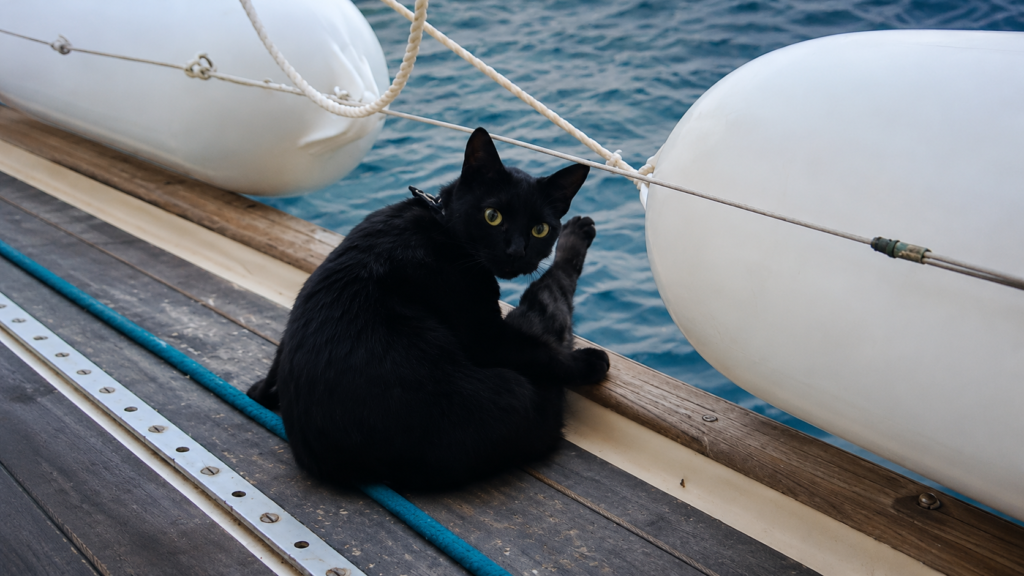 A picture of our very opinionated boat cat on the deck of our sailboat. 